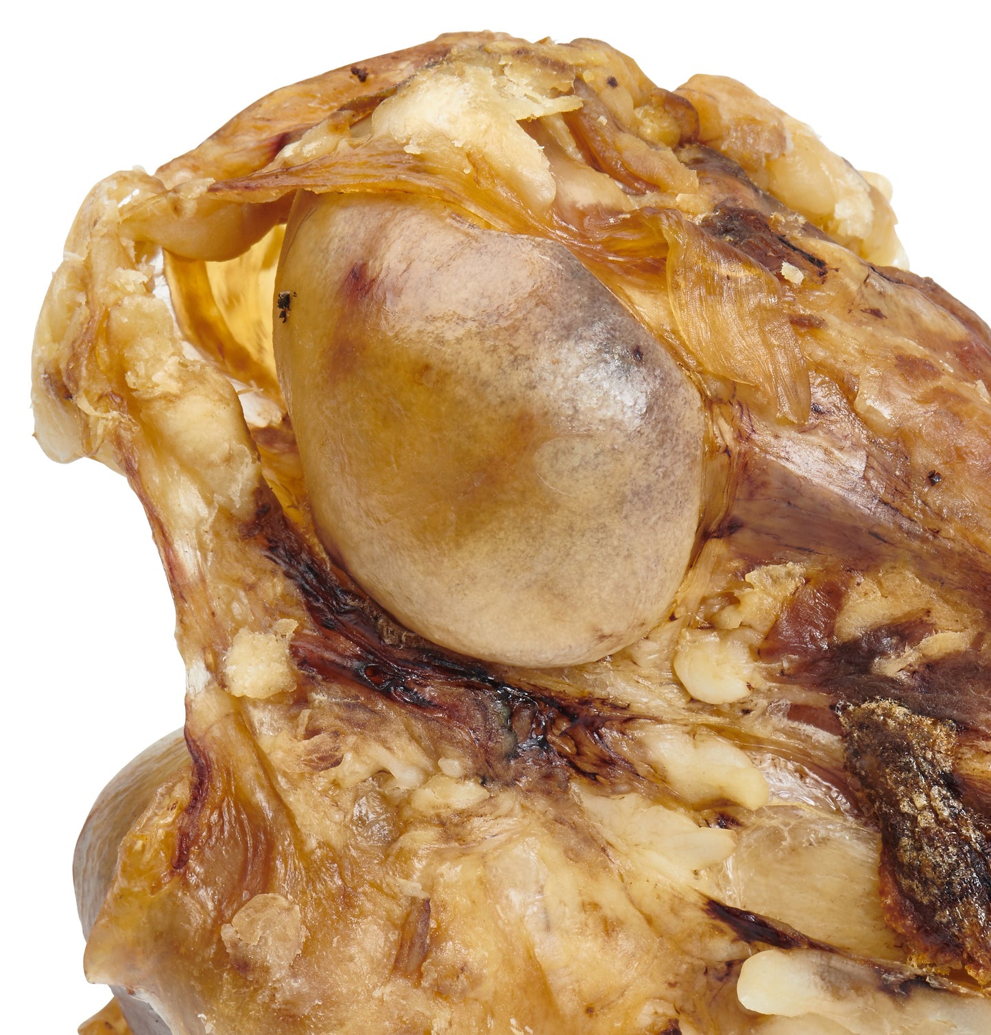 Os Géant pour Chien – Fémur de Bœuf Nourri à l’Herbe, 100% Naturel