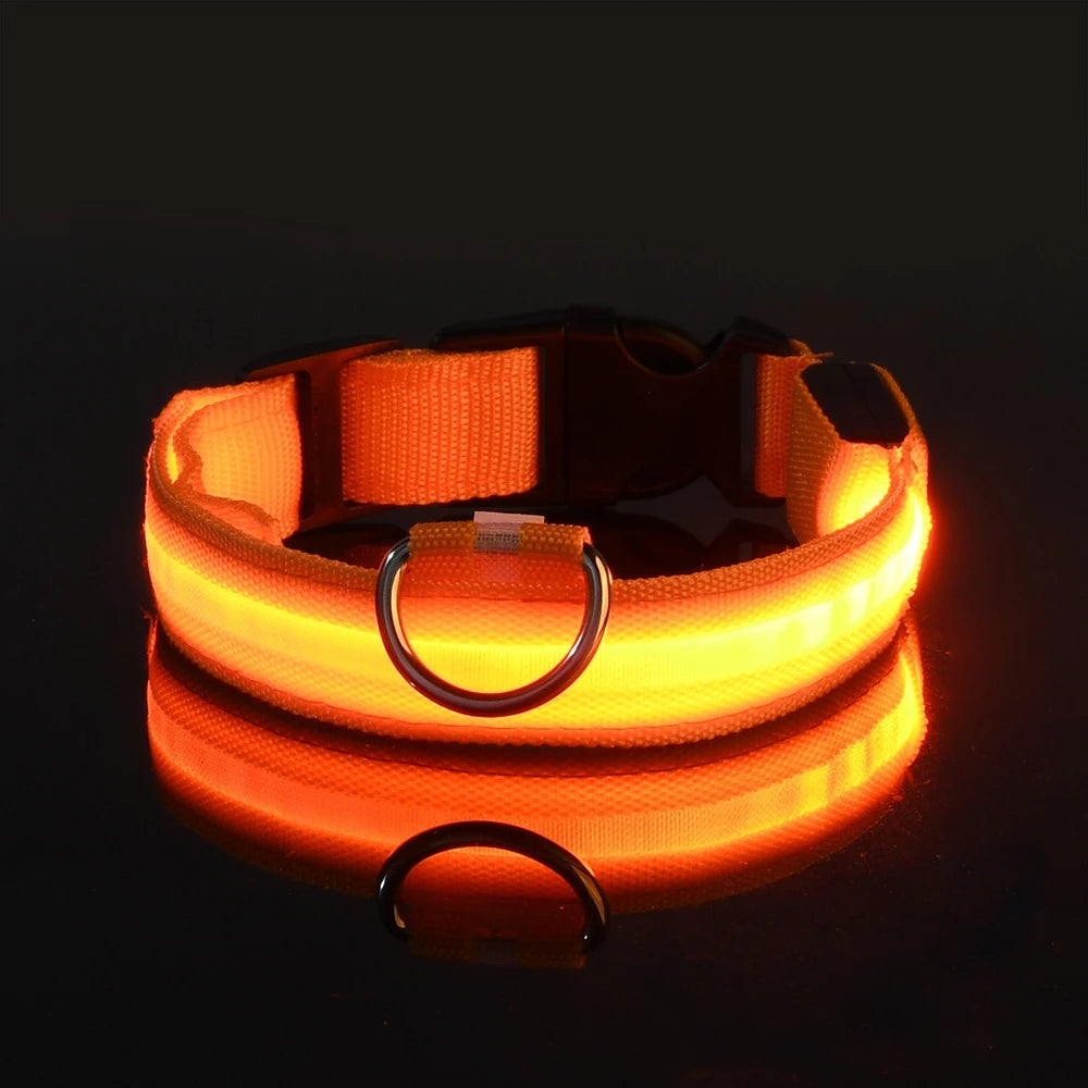Laisse et Collier Lumineux LED en Nylon – Sécurité Nocturne pour Chiens