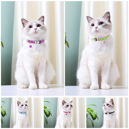 Collier Personnalisé pour Chat – Sécurité et Style Unique