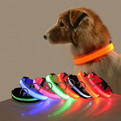 Laisse et Collier Lumineux LED en Nylon – Sécurité Nocturne pour Chiens