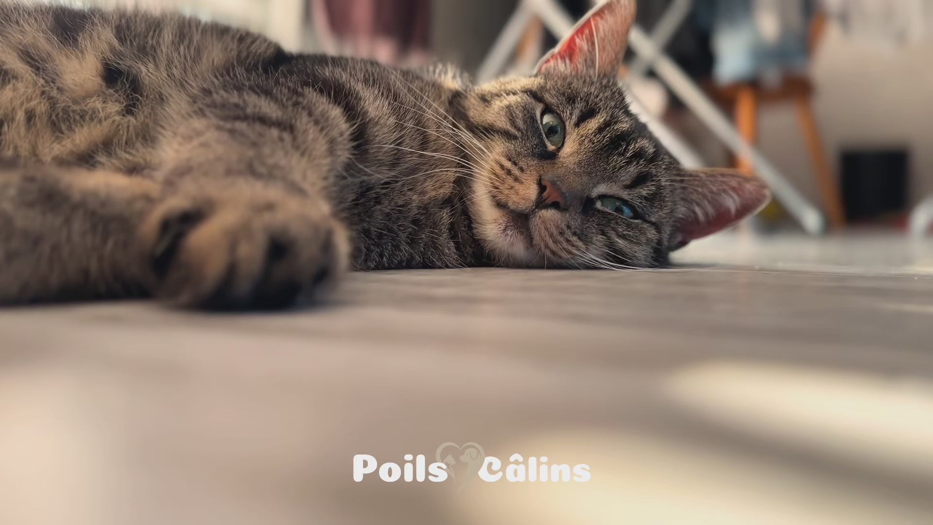 Charger la vidéo : 