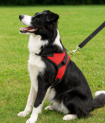 Harnais Ajustable pour Chien - Confort, Sécurité et Livraison Rapide